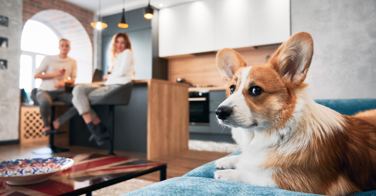 Pet Friendly Rentals in Scottsdale
